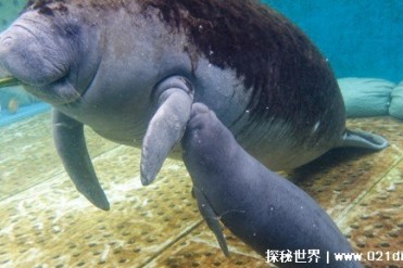 海牛功能性灭绝 保护工作急需行动(保护海牛)