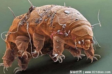生存能力超强的生物 轻轻松松活二百年(水熊虫)