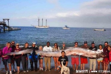 体型巨大的带鱼 又被称为地震鱼(皇带鱼)