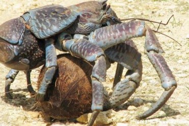 可以夹碎椰子的螃蟹 把坚果当成食物(椰子蟹)