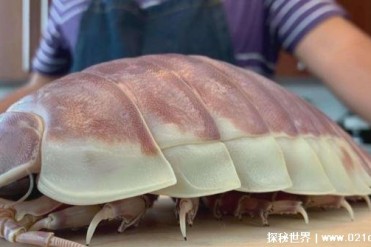 强大生存能力的虫类 生存在海底体型巨大(大王具...