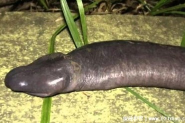 外形很色情的生物 外号叫阴茎蛇(伊氏真蚓)