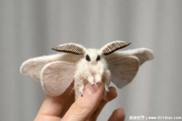 委内瑞拉贵宾犬蛾 高贵优雅的昆虫(贵族昆虫)