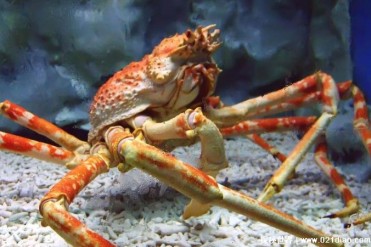 庞大的甲壳类动物 有几条很长的腿(蜘蛛蟹)