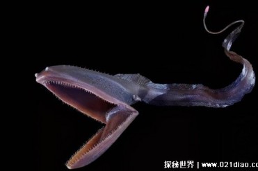 几乎抛弃眼睛的生物 只为适应深海(吞噬鳗)