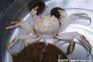 被誉为冰海之舞者 螃蟹中的绝对贵族(雪蟹)