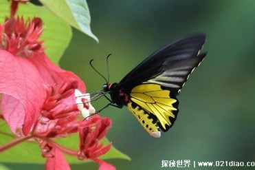外表美丽的剧毒蝴蝶 生活在热带雨林（剧毒蝴蝶）