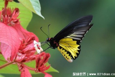 外表美丽的剧毒蝴蝶 生活在热带雨林(剧毒蝴蝶)
