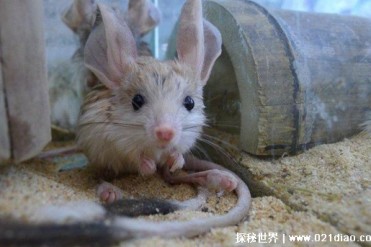 又像兔子又像老鼠 耳朵比身体还长(长耳跳鼠)