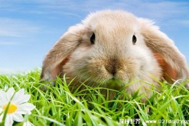  兔子繁殖能力惊人 为何没有成为主要肉类（兔子肉）