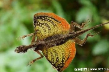 长相很吓人的物种 被列入濒危物种行列(五线飞蜥)