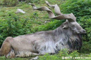 外表充满力量感的山羊 数量不足2500只(捻角山羊)