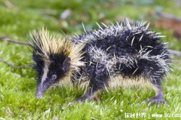 色彩鲜艳的独特刺猬 一直都在找伴侣(低地斑纹马...