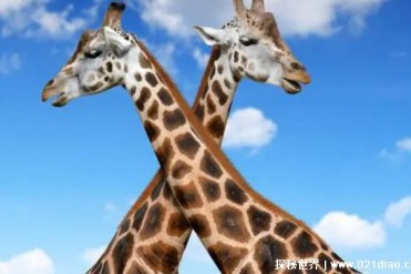 为何动物在交配前要先闻对方的屁股 这是害怕被拒...