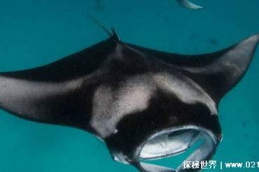 被称为魔鬼的鱼类 (蝠鲼)