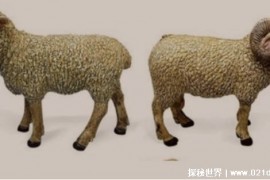 科学家发现雄绵羊长寿秘诀 适用于人类 却令人无比纠结