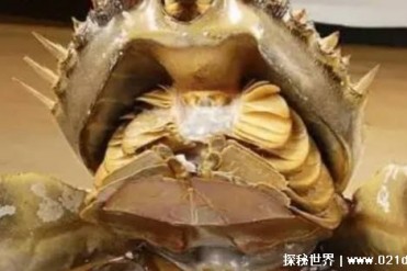 生物血液呈蓝色 被称作“活化石” 但是因人类濒临灭绝