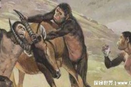 人类的祖先是什么（类人猿）