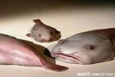 世界上最奇特的动物 水滴鱼（全身成凝胶状）