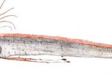 神秘的深海巨兽皇带鱼到底怎么样