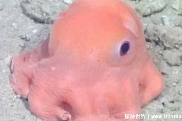 水中的小飞象 号称小飞象却不会飞