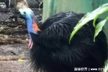 被吉尼斯评为“最危险”的鸟类 究竟有多危险