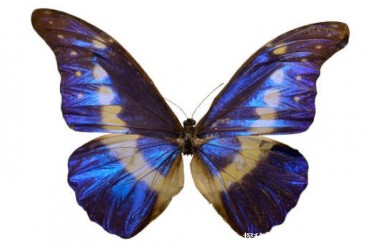 世界上最美的蝴蝶是什么 （海伦娜闪蝶）