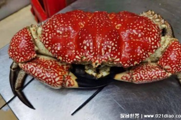 世界上最重的螃蟹是什么螃蟹（澳洲皇帝蟹）