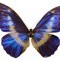 世界上最美的蝴蝶是什么 （海伦娜闪蝶）