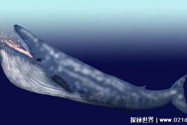 世界上最大的动物是什么（蓝鲸）