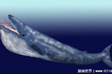 世界上最大的动物是什么（蓝鲸）