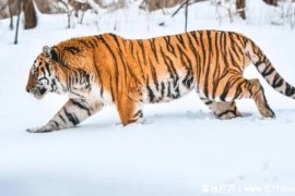 世界上最大的老虎是什么虎种（雄性东北虎）