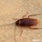世界上现存最古老的昆虫是什么（蟑螂）