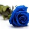世界上最漂亮的三种玫瑰花是什么（蓝色妖姬等）