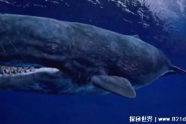 世界上最凶猛的鲸鱼是什么鲸（梅尔维尔鲸）