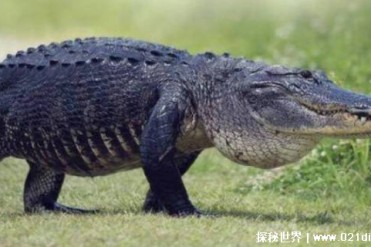 世界上最大的鳄鱼是什么鳄（湾鳄）