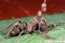 世界上最古老的蚂蚁是什么（僵尸蚂蚁）