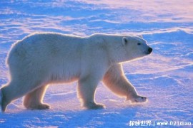 现存陆生最大的食肉动物是什么（北极熊）