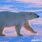 现存陆生最大的食肉动物是什么（北极熊）