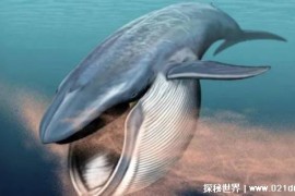 有史以来最大的动物是什么（蓝鲸）
