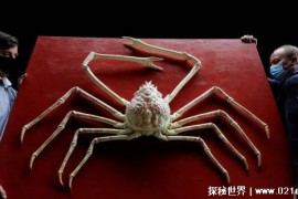 世界上最大的螃蟹是什么（甘氏巨螯蟹）